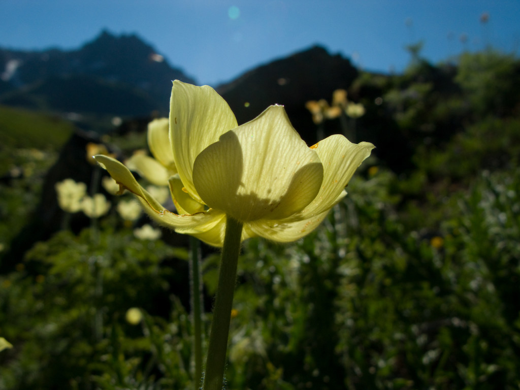 arbolaIMG_9559